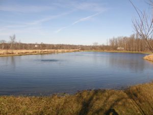 wildlife pond