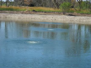 wildlife pond