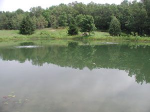 wildlife pond