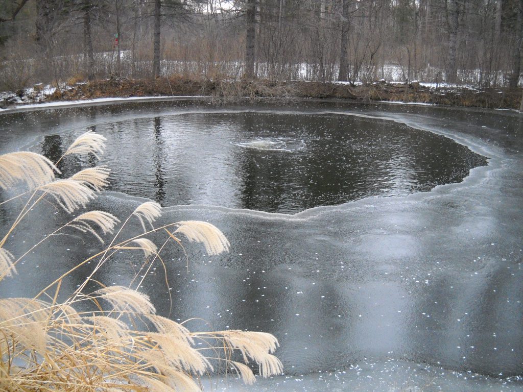 pond in winter