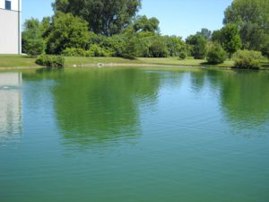 pond