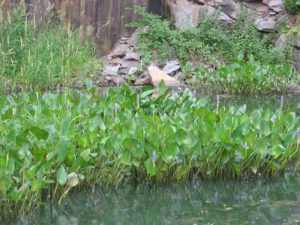 aquatic plants