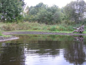 wildlife pond