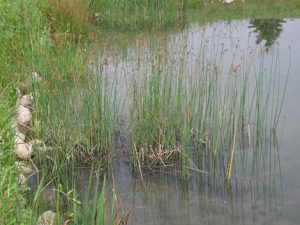 aquatic plants