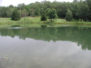 wildlife pond