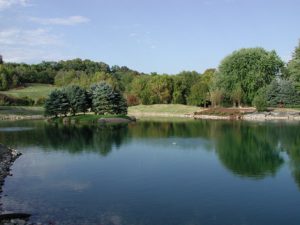 wildlife pond