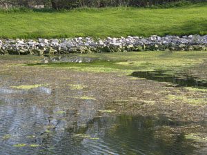 algae control