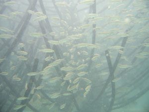 fish structure, fish habitat