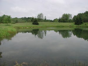pond