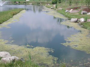 algae control