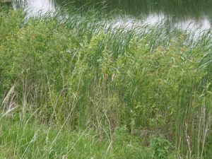 aquatic plant