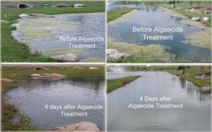pond management, algae control