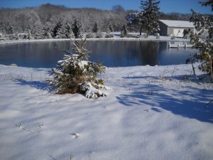 Backyard swim pond winter view
