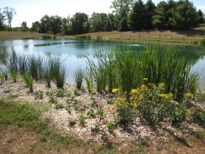 wildlife pond