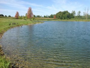 wildlife pond