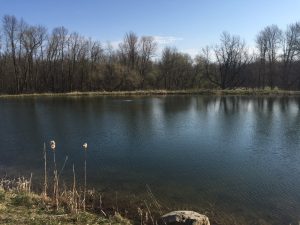 wildlife pond