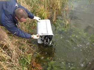 Fish Stocking