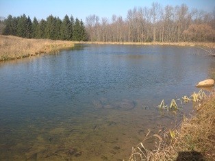 Wildlife Pond