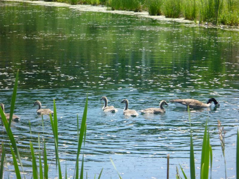 wildlife pond