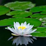 White Water Lily