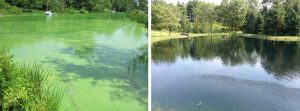 Lake and pond management