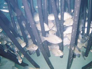 Fish Habitat, Fish Structure