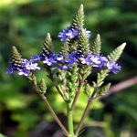 Aquatic Plant