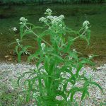 Aquatic plant