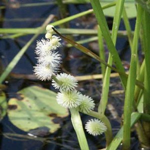 Aquatic Plant