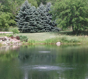 Wildlife Pond