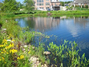 Pond Plants