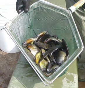 Fish Stocking