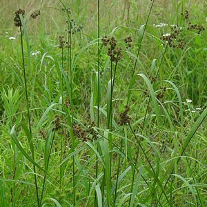 Aquatic Plant