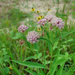 Aquatic Plant