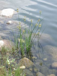 aquatic plant