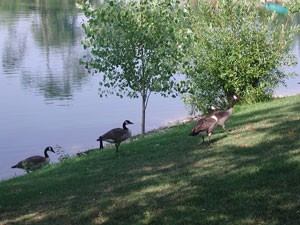 Wildlife Pond