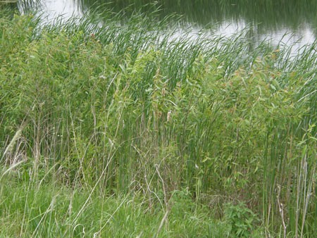 aquatic plants