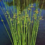 Aquatic Plant