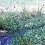 Softstem Bulrush