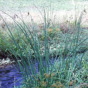 Softstem Bulrush