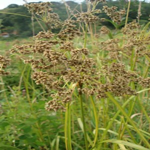 Aquatic Plant