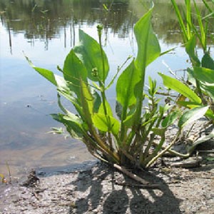 Water Plantain