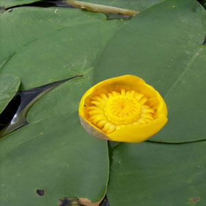 Yellow Water Lilly