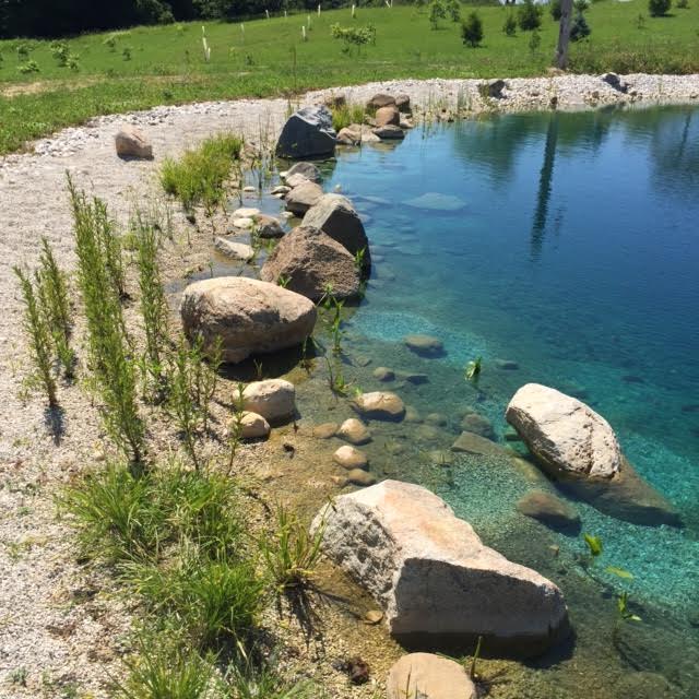 aquatic plantings, pond