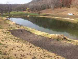 new pond
