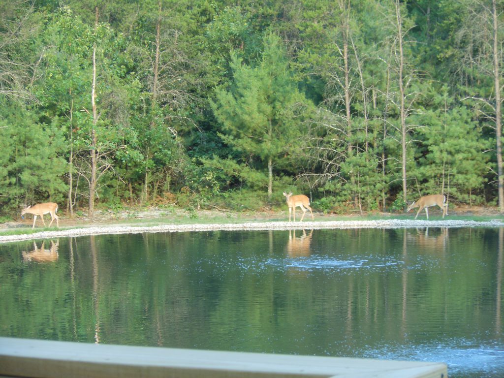 wildlife pond