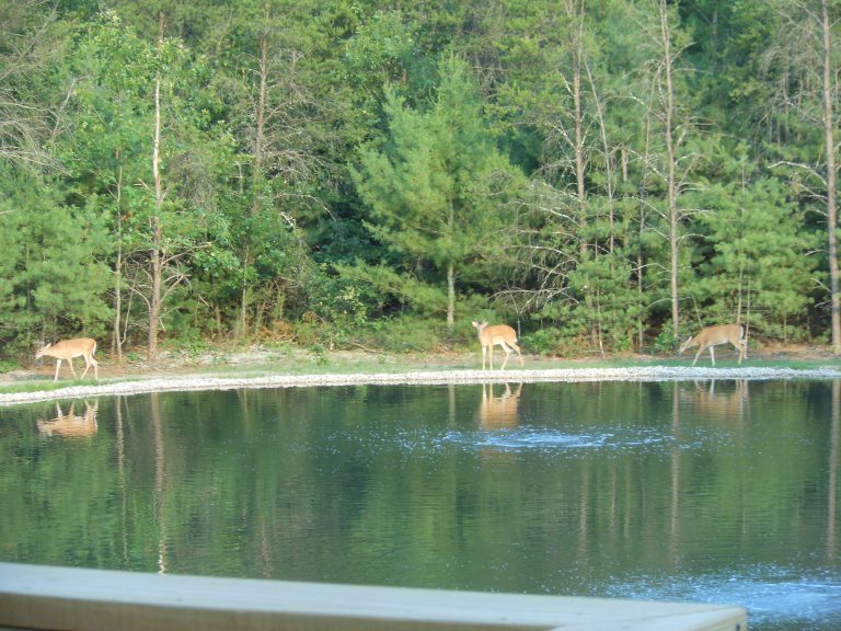 Private Wildlife Recreation Pond featured image