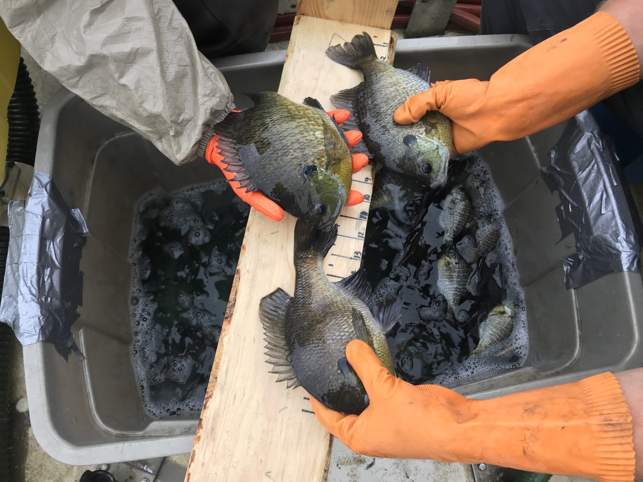 Bluegill vs. Hybrid Bluegill - Wisconsin Lake & Pond