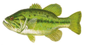 Largemouth Bass