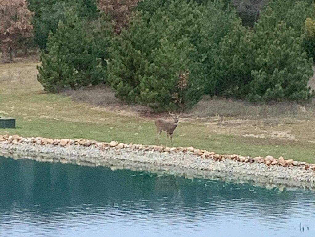 deer by pond